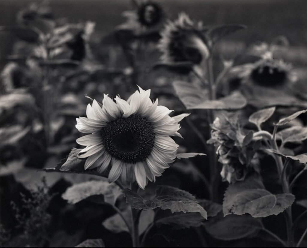 Sunflowers, Furzen Farm