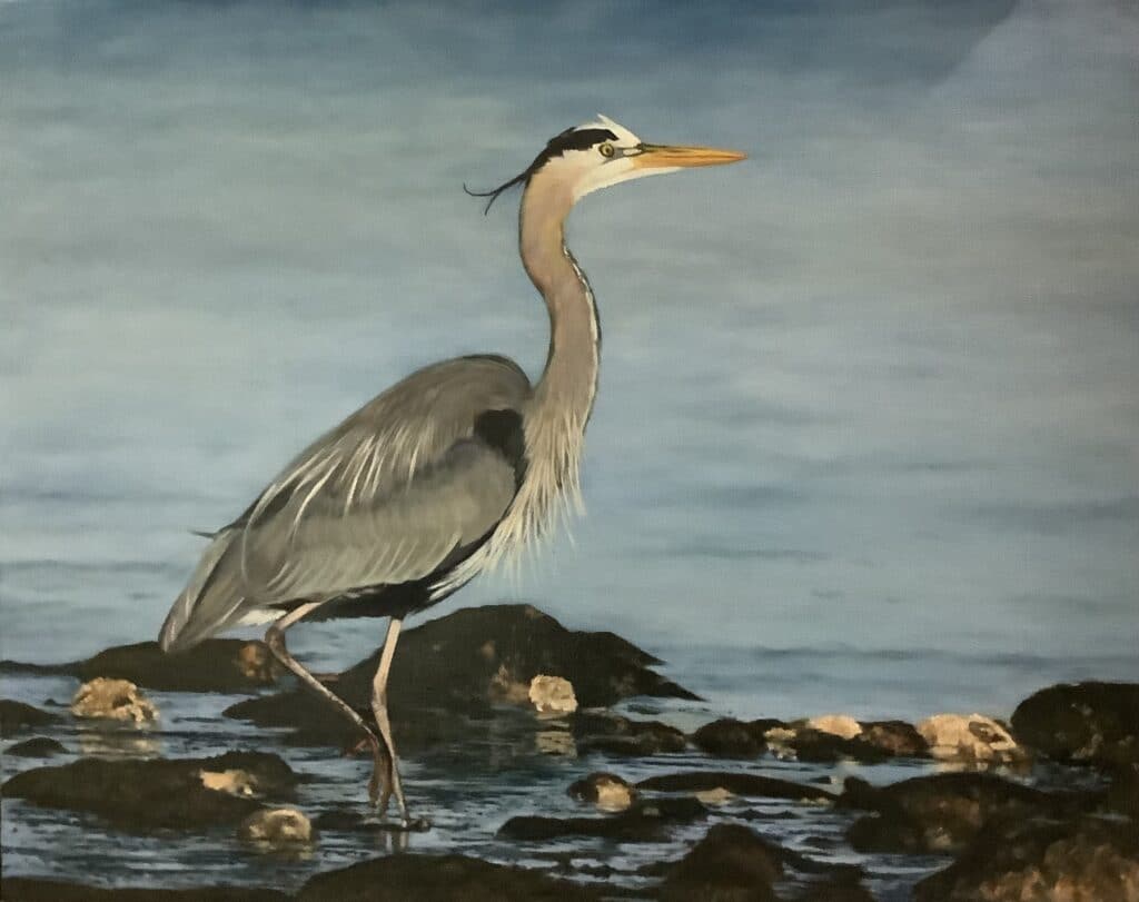 Great Blue Heron